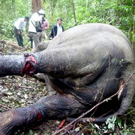 Một hình ảnh giết hại động vật dã man được đăng tải trên trang facebook của Hội cùng nhau bảo vệ động vật Việt Nam.