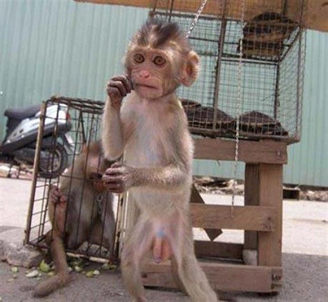 Những con khỉ bị quấn dây xích vào cổ luôn ám ảnh trong tâm trí du khách nước ngoài (Ảnh minh họa)