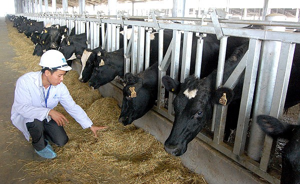 Khí hậu Việt Nam không thuận lợi cho chăn nuôi bò sữa, chứ không phải đạt 100 điểm về đất đai, khí hậu trong khi Israel chỉ đạt 50 điểm.