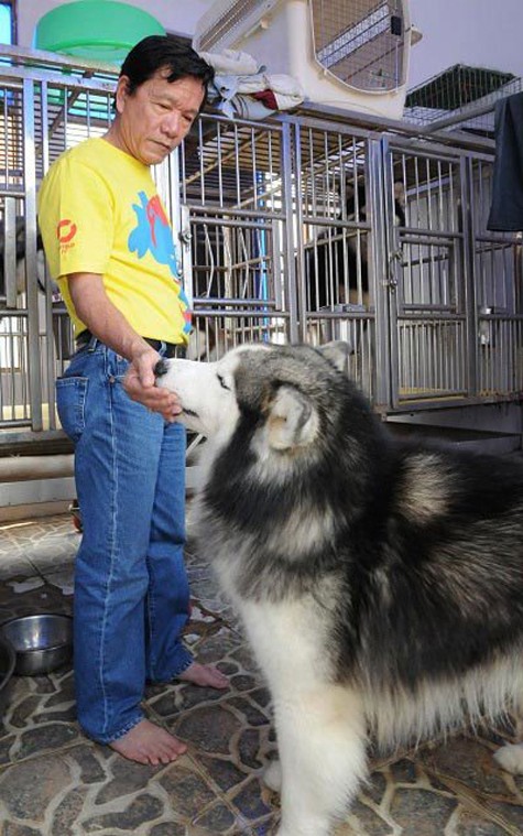 Alaska là loài chó có tư chất thông minh, hiền hòa, và đặc biệt là rất biết vâng lời chủ nên việc sở hữu và nuôi dưỡng loài chó này được xem như một mốt thời thượng (Ảnh: Internet).