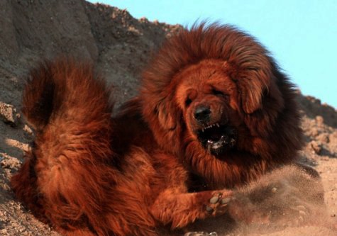 Chó ngao Tây Tạng được người Tây Tạng nuôi và huấn luyện để bảo vệ gia súc và bảo vệ cuộc sống của những người dân bản địa trên vùng núi Himalaya khỏi những con thú hoang như chó sói, hổ, gấu và để canh gác các tu viện ở đây từ thời cổ xưa bởi loài chó này nổi tiếng là lì lợm, rất mực trung thành và đặc biệt chỉ nghe lời một chủ duy nhất (Ảnh: Internet).