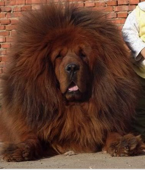 Chó ngao Tây Tạng có kích thước khá đồ sộ. Cao ít nhất 71 cm đối với chó đực. Nặng khoảng từ 64-82kg. Với bộ lông 2 lớp, lớp lông ngoài mềm và dài còn lớp lông trong bông như len. nó có thể thích nghi với mọi thời tiết khắc nghiệt nhất (Ảnh: Internet).