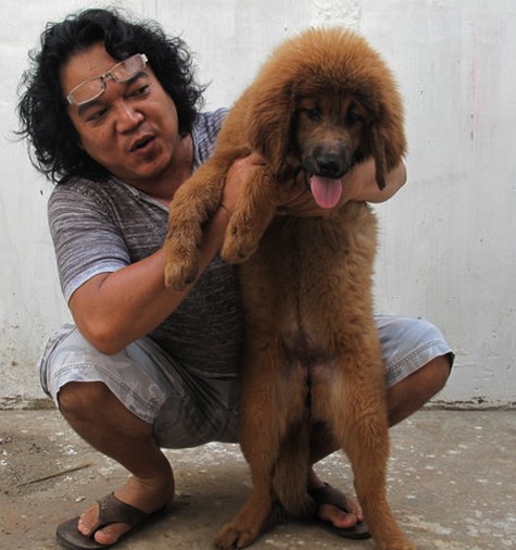 Giá của một chú chó ngao Tây Tạng thuần chủng khoảng 2 tháng tuổi lên đến khoảng 20 triệu đồng. Loài “siêu khuyển” này đến tuổi trưởng thành có thể đạt trọng lượng 120 kg và có giá thành cả vài trăm, thậm chí cả tỷ đồng (Ảnh: Internet).