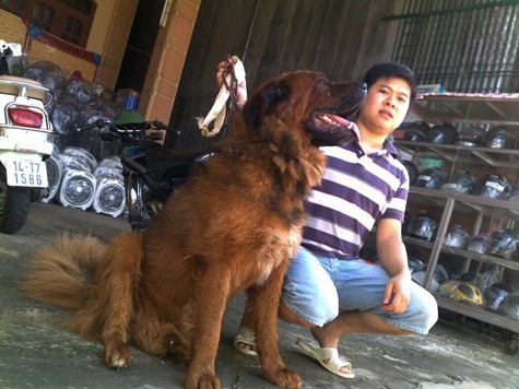 Giá của một chú chó ngao Tây Tạng thuần chủng khoảng 2 tháng tuổi lên đến khoảng 20 triệu đồng. Loài “siêu khuyển” này đến tuổi trưởng thành có thể đạt trọng lượng 120 kg và có giá thành cả vài trăm triệu, thậm chí cả tỷ đồng (Ảnh: Internet).