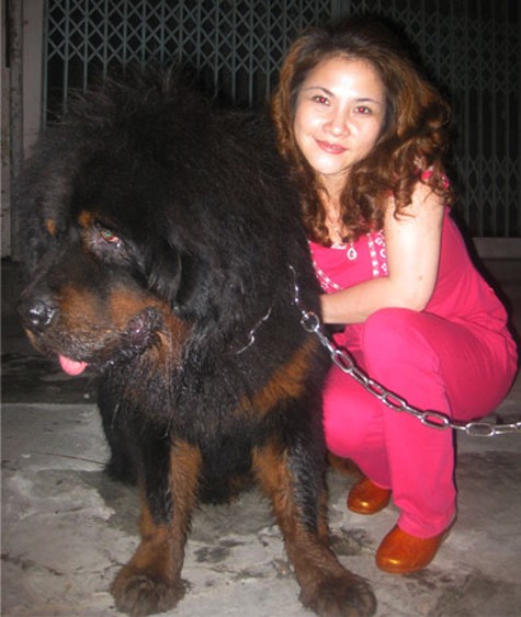 Chó ngao Tây Tạng có phần lông ở cổ đặc trưng trông như bờm sư tử. Màu đen, đen -nâu, đen -vàng, xám hoặc vàng. Đuôi luôn cuộn cao trên lưng. Đầu phẳng, không có nếp nhăn. Hình thế cân đối và oai vệ (Ảnh: Internet).