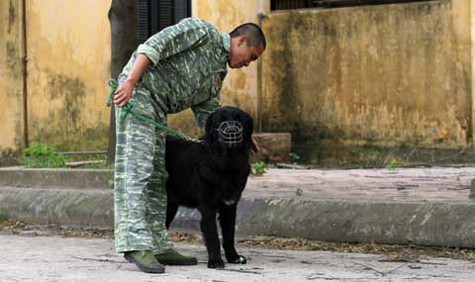 Do đặc tính hung dữ nên hầu hết các chủ nhân của chó ngao Tây Tạng phải gửi chúng đến các trung tâm huấn luyện với chi phí cho khóa học tốn kém cả chục triệu đồng (Ảnh: Internet).