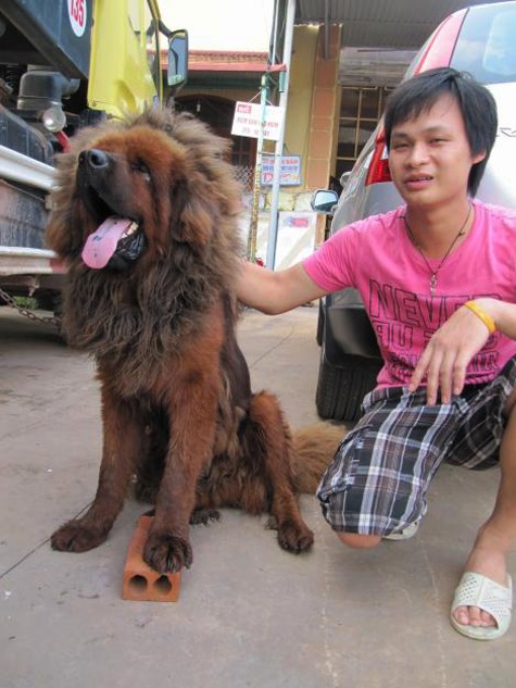 Chó ngao Tây Tạng rất thông minh, độc lập, rất nhạy cảm với tâm trạng của con người. Nó sẽ thấy khó chịu nếu người chủ la mắng nó không đúng tội. Nó rất vui vẻ bầu bạn với người chủ nhưng không thể hiện theo kiểu vẫy đuôi (Ảnh: Internet).