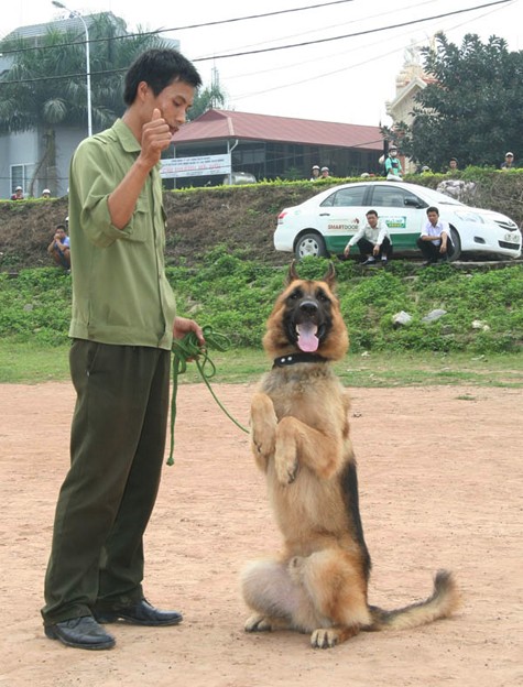 Mỗi chú chó Becgie Đức để có thể hành động theo đúng ý chủ cần được huấn luyện theo giáo trình khoảng nửa năm với chi phí lên tới vài chục triệu đồng (Ảnh: Internet).