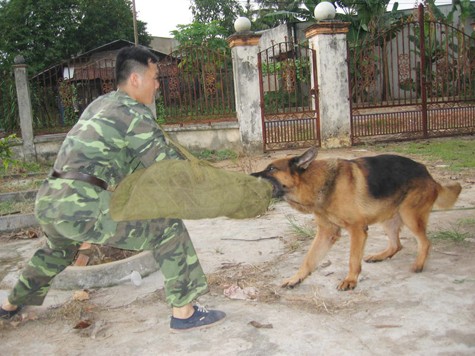 Do những đặc tính nổi trội đó nên chó Becgie Đức thường được huấn luyện để phục vụ trong lực lượng vũ trang như quân đội, công an để thực thi những nhiệm vụ đặc biệt và nguy hiểm như rà phá bom mìn, tấn công tội phạm,...(Ảnh: Internet).