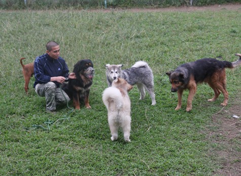 Hàng trăm giống chó các loại được tuyển chọn đưa về nuôi dưỡng và huấn luyện tại Trung tâm Huấn luyện Chó nghiệp vụ PDS (Trâu Quỳ, Gia Lâm, Hà Nội).