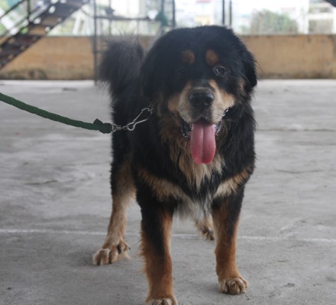 Từ những chú chó thuộc giống chó ngao Tây Tạng với sức mạnh vô địch đã trở thành huyền thoại cho đến những chú chó Alaska Malamute trứ danh cũng được các chủ nhân đem đến để các HLV huấn luyện.