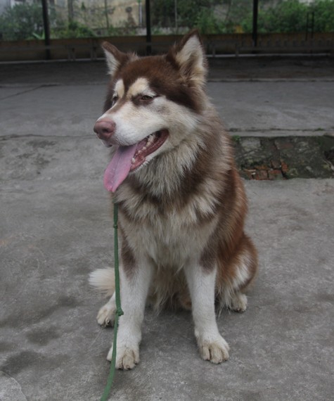 Từ những chú chó thuộc giống chó ngao Tây Tạng với sức mạnh vô địch đã trở thành huyền thoại cho đến những chú chó Alaska Malamute trứ danh cũng được các chủ nhân đem đến để các HLV huấn luyện.