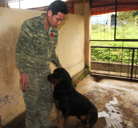 Những chú chó có mặt tại trung tâm huấn luyện chó nghiệp vụ đều là những giống chó có "tên tuổi" như: chó Rottweiler của Đức; chó ngao Tây Tạng và trong đó chắc chắn không thể thiếu giống chó Phú Quốc của Việt Nam.