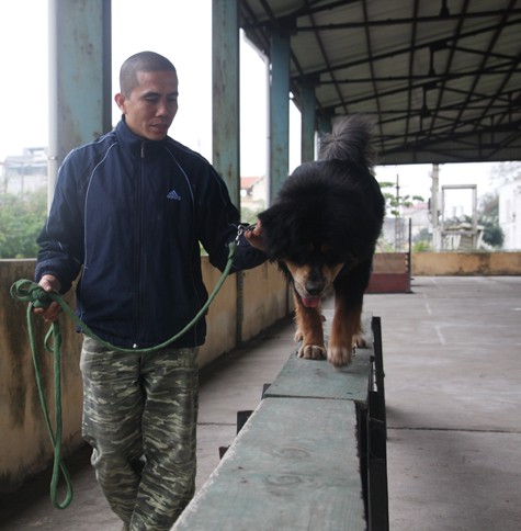 Những chú chó có mặt tại trung tâm huấn luyện chó nghiệp vụ đều là những giống chó có "tên tuổi" như: chó Rottweiler của Đức; chó ngao Tây Tạng và trong đó chắc chắn không thể thiếu giống chó Phú Quốc của Việt Nam.