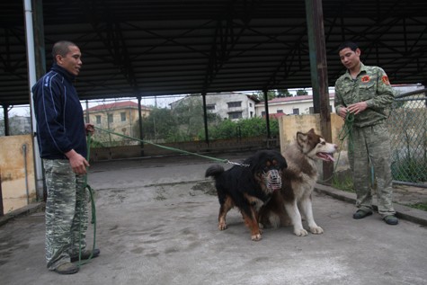 Hầu hết những chú chó sau 3 tháng được huấn luyện đều trở thành một trong những "vệ sỹ" rất lợi hại và trung thành của chủ nhân.