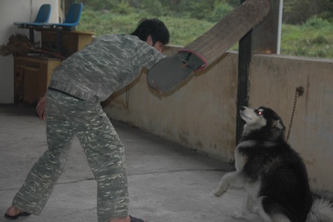 Một chú chó thuộc giống Alaska đang thực hiện bài tập trông giữ đồ vật mà chủ nhân ra lệnh.