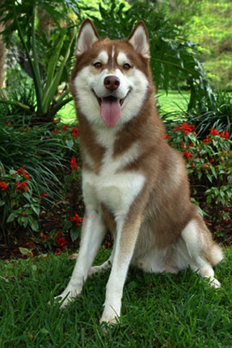 Chó Husky được xếp vào nhóm chó nghiệp vụ. Với nhiều gia đình trẻ hiện nay, nuôi Husky là xu thế vì loài chó này rất thông minh, sống chan hòa và có một cá tính riêng mạnh mẽ (Ảnh: Internet).