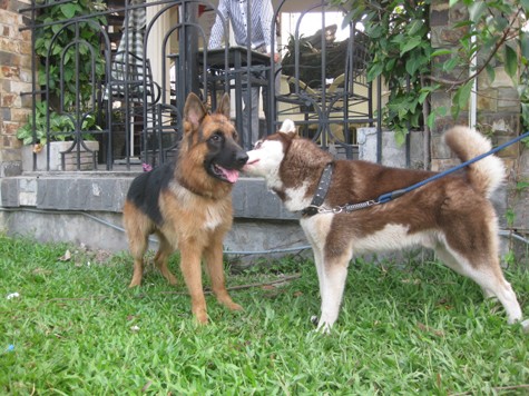 Tập quán thích sống theo bầy đàn, nên Husky rất dễ chấp nhận các con chó khác (Ảnh: Internet).