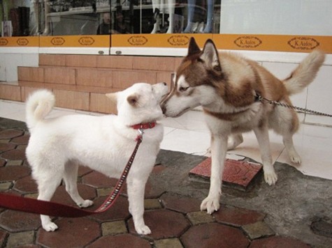 Tập quán thích sống theo bầy đàn, nên Husky rất dễ chấp nhận các con chó khác (Ảnh: Internet).