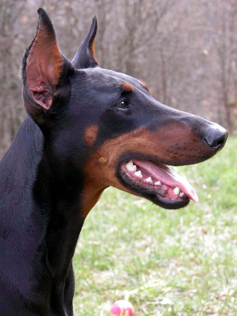 Dobermann là tên của một giống chó có thể nuôi để giữ nhà, canh gác hoặc làm nghiệp vụ. Tên gọi đầy đủ và chính xác của nó là Dobermann Pinscher (theo AKC American Kennel Club). Dobermann là một trong số ít những loại chó được đặt theo tên người: Louis Dobermann (Ảnh: Internet).