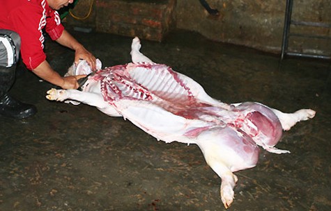 Liên tục trong thời gian gần đây, hàng loạt những vụ việc gây "sốc" cho người dân đấy là việc phát hiện ra hàng loạt những mẫu thịt lợn được kiểm định có chứa chất tạo nạc khiến người tiêu dùng rất hoang mang, không biết phân biệt đâu là thịt lợn "lành", đâu là thịt lợn "bẩn".