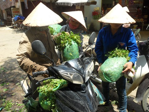 Những bao rau má này sẽ theo chân người bán đi khắp các chợ ở Hà Nội