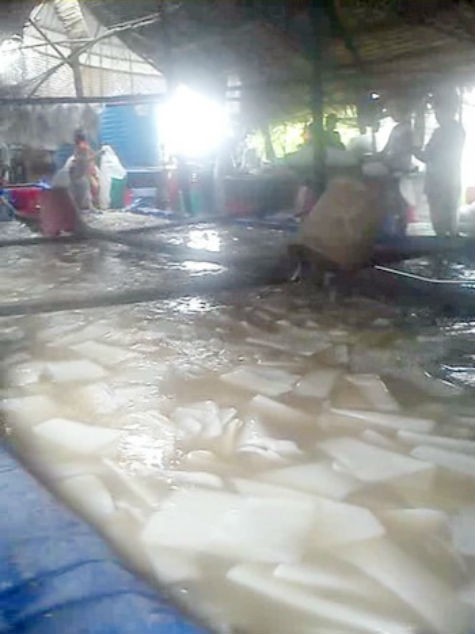 Thạch dừa nổi lõm bõm trong nước sông đục ngầu - Ảnh: Chính Thành