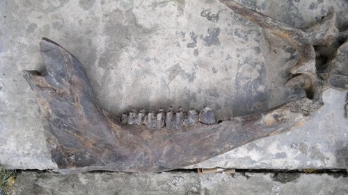 Phần đầu của bộ xương lạ được phát hiện ở Cà Mau. (Ảnh: NLĐO)