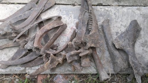 Cũng theo tiến sỹ Vũ Thế Long, trâu là con vật khá phổ biến ở vùng Đồng bằng sông Cửu Long từ xưa đến nay nên việc phát hiện xương trâu ở khu vực này là hết sức bình thường. (Ảnh: NLĐO)