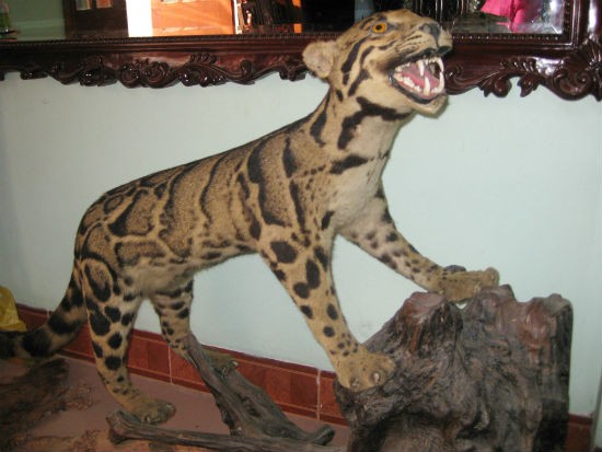 Mèo rừng Nam Mỹ cũng không thoát “số kiếp” trở thành vật trang trí.