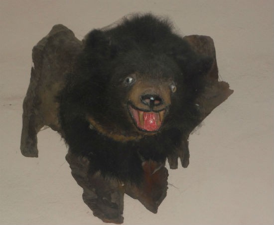 Gấu đen châu Á, nếu không bị lột da, hút mật cũng bị biến thành loài "thú treo tường".