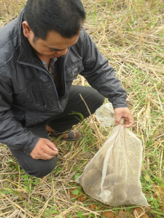 Mỗi túi lưới sẽ chứa được khoảng từ 5-10 kg chuột.