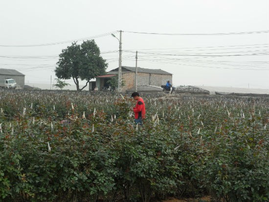Cũng chính vì lý do trên nên vài năm trở lại đây làng hoa Tây Tựu (huyện Từ Liêm, Hà Nội) đã trở thành nơi cung cấp chính hoa tươi cho thị trường Hà Nội và các vùng phụ cận.