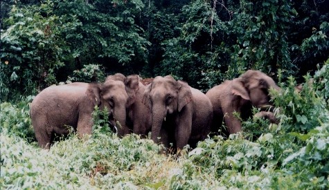 Một đàn voi được chụp tại khu vực rừng Quốc gia Pù Mát