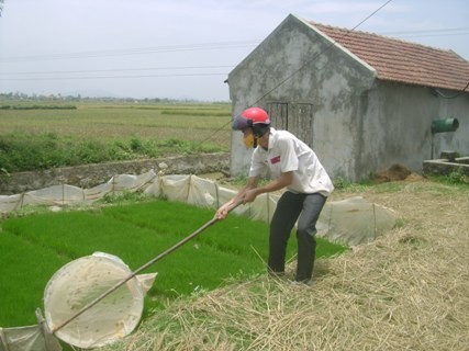 Một người dân tại huyện Quỳnh Lưu, Nghệ An đang săn cào cào trên ruộng mạ non