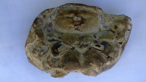 Hoá thạch cua được phát hiện tại Hà Tĩnh