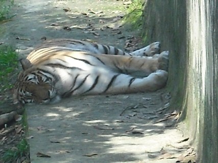 Con hổ mẹ vừa sinh được 3 con hổ con tại khu du lịch sinh thái Trại Bò
