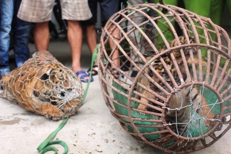 4 con hổ được thu giữ vào sáng ngày 4/9 trên xe Camry