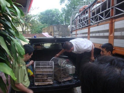 Lực lượng chức năng tỉnh Hà Tĩnh bàn giao 4 con hổ con vừa bắt giữ cho Trung tâm cứu hộ động vật hoàng dã vào ngày 5/9.