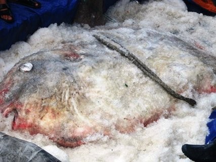 Con cá Mặt Trăng có trọng lượng cực khủng nặng hơn 3 tạ vừa được ngư dân Nghệ An đánh bắt được