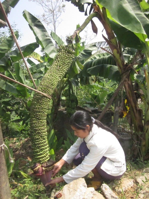 Buồng chuối đặc biệt trên hiện được trồng trong vườn của gia đình chị Lê Thị Hồng (35 tuổi, trú tại xóm 9, xã Nghĩa Bình, huyện Tân Kỳ, Nghệ An)