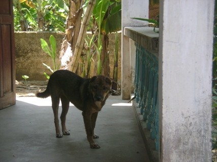Con chó nhà ông D là một trong 4 con chó may mắn thoát khỏi tay hai anh em cẩu tặc Nguyễn Trọng Hoá, Nguyễn Trọng Minh đúng cái thời khắc 2 tân trộm chó này vây đánh đến chết