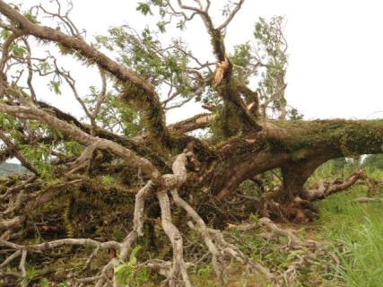Những gốc cây lớn cũng bị gió lốc làm bật tung gốc