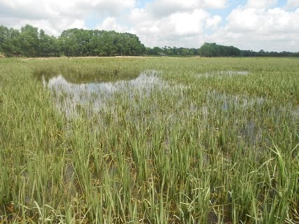 Hàng trăm ha lúa đã bị ngập sâu trong nước cả tuần trời vì hệ thống kênh thoát nước lũ bị tắc nghẽn khiến cây lúa thối rữa