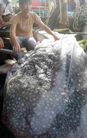 Con cá mập voi (hay còn gọi là cá nhám voi) có kích cỡ và trọng lượng khủng vừa được ngư dân xứ Nghệ đánh bắt được
