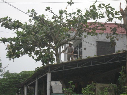 Người dân tại tỉnh Quảng Trị đang đốn bớt cành cây để tránh gió bão số 10 (ảnh Trần Lê)