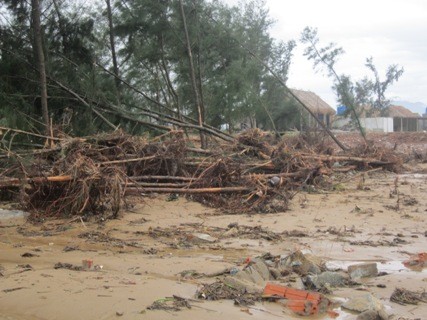 Gốc cây ven biển Quảng Trị bị sóng nhổ cuốn sâu vào bờ