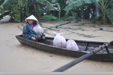 Người dân tại vùng lũ lụt Hoàng Mai đang đưa vật nuôi lên vùng cao ráo hơn.