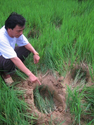 Dấu chân voi vào phá lúa của người dân xã Phúc Sơn, huyện Anh Sơn trong những năm trước (ảnh tư liệu)