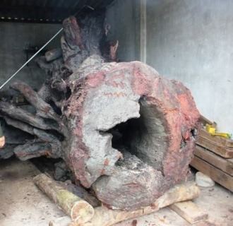 Gốc gỗ sưa được phát hiện tại ngầm suối Tróoc đang được bảo vệ nghiêm ngặt tại hạt kiểm lâm huyện Bố Trạch, Quảng Bình